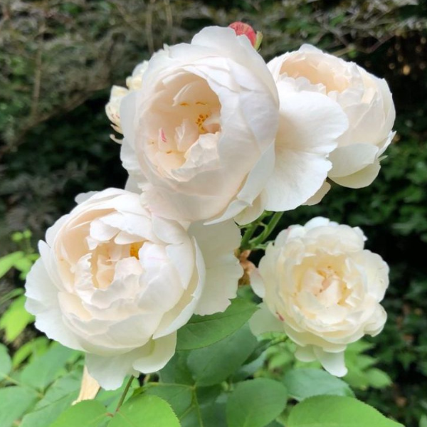 Inspirasi Bunga Yang Menawan Pada Dekorasi Pernikahan Eva Celia mawar